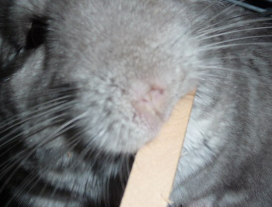 chewstickschin.jpg (38024 bytes)
