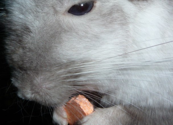 vitamincchin.jpg (50808 bytes)